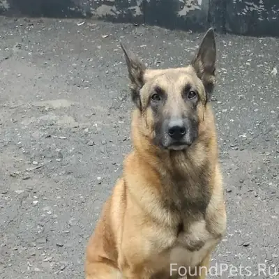 Пропал мальчик малинуа Ури, Красная Яруга