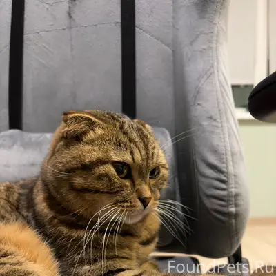 Найден кот скоттиш-фолд, Саратов
