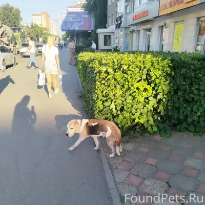 Пропала собака, ул. Революционная