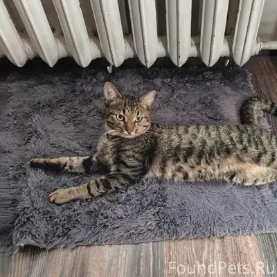 Пропал кот Серж, район молокозавода
