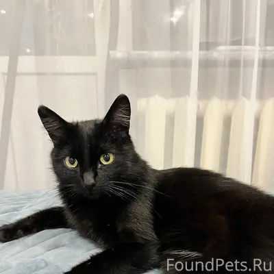 Пропала чёрная кошка, 6 мкр д.19