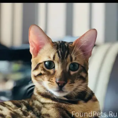 Пропал бенгальский кот Зевс, 2 мкр.
