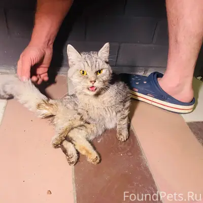 Найдена кошка, Солнечный Берег