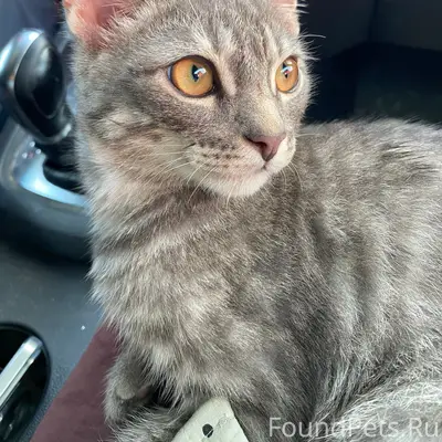 Найден котёнок, ул. Рознина