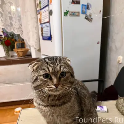Найден вислоухий кот, мкр. Крохалева