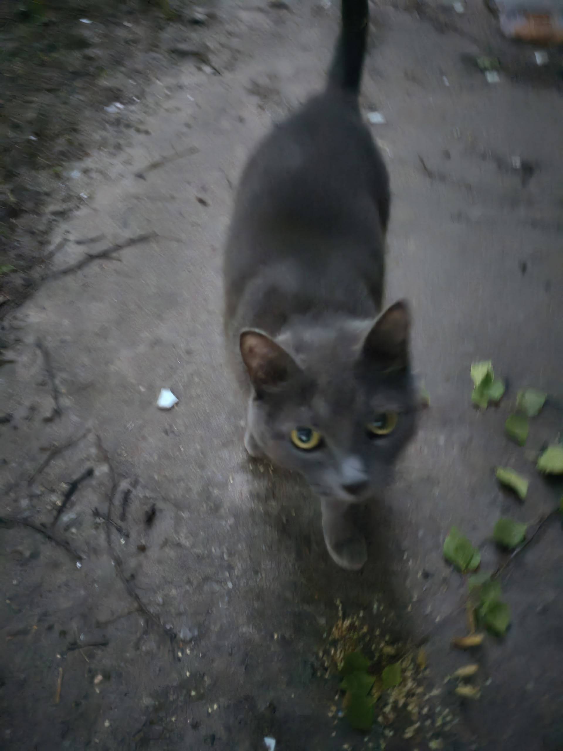 Найдена кошка, 2 микрорайон