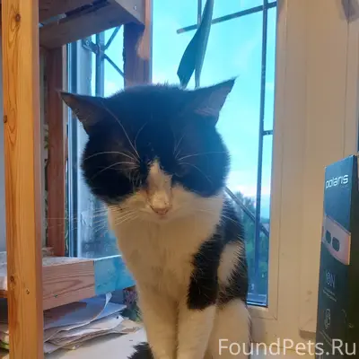 Пропал кот, район ул. Байдукова
