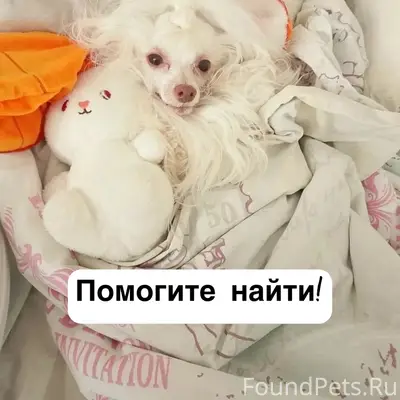 Пропала китайская хохлатая Луна, улица Победы, Ставрополь