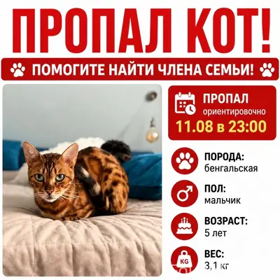 Пропал бенгальский кот Рокки, Юбилейный район Саратова