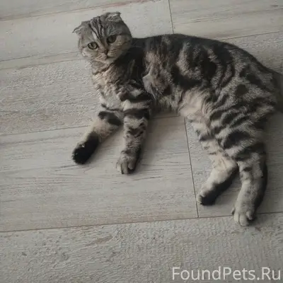 Пропала кошка, СНТ Стрелка