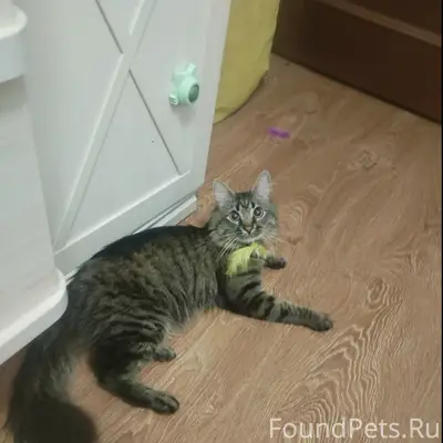 Пропал кот, Советский район