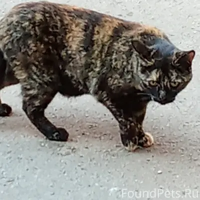 Пропала трехшерстная кошка Ася, Большая Фурмановская