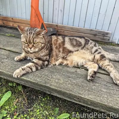 Пропала