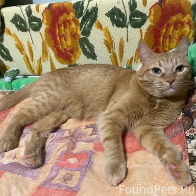 Пропал рыжий кот Яша, Вышка-2