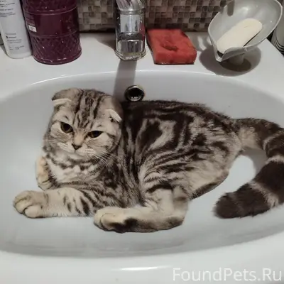Пропал британский вислоухий кот, район лесхоза
