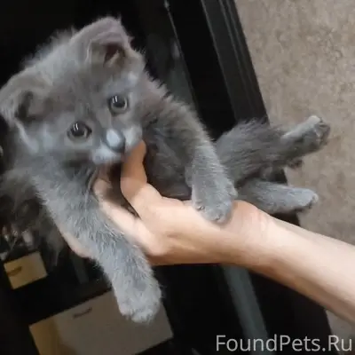 Пропал котёнок
