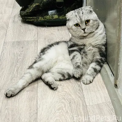 Пропал кот Бакс, станция Лютово