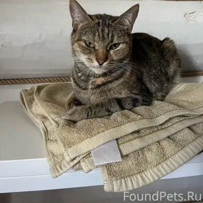 Пропала кошка Соня, деревня Крюково