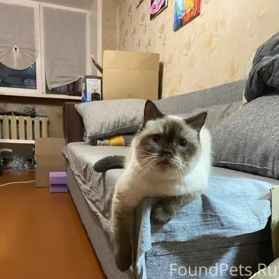 Пропал кот Сема