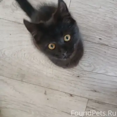Найден котёнок, Октябрьский, улица Комсомольская
