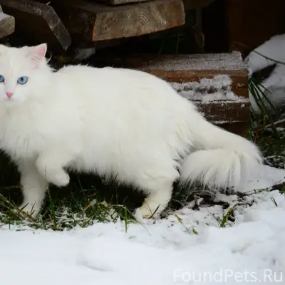 Пропала белоснежная кошка Буська, Заря 2