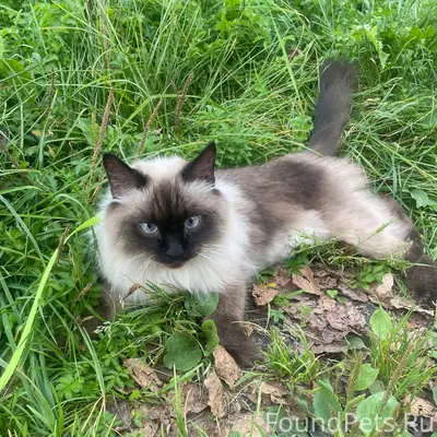 Найден кот, Первомайская 33
