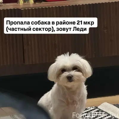 Пропала мальтийская болонка Леди, 21 мкр
