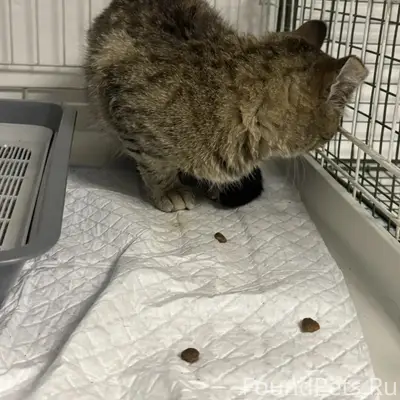 Найдена кошка, ул. Образцова