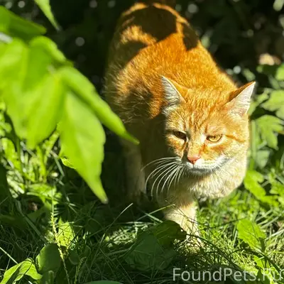 Найдена рыжая кошка, Дзержинский район