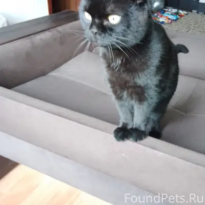 Пропал вислоухий кот Мурзик, С. Бокино