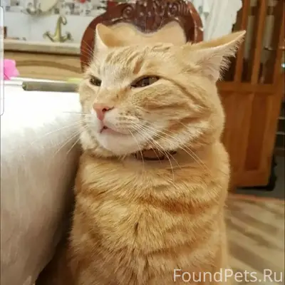 Пропал рыжий кот, улица Петра Набойченко