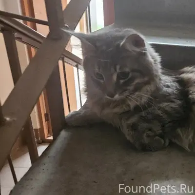 Найдена кошка, посёлок Новый