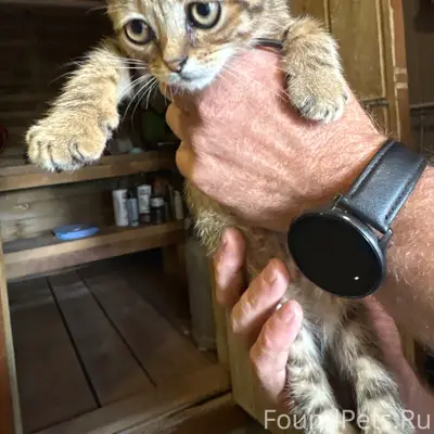 Найден котёнок, улица Омская