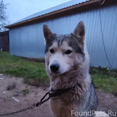 Пропала собака Джесси