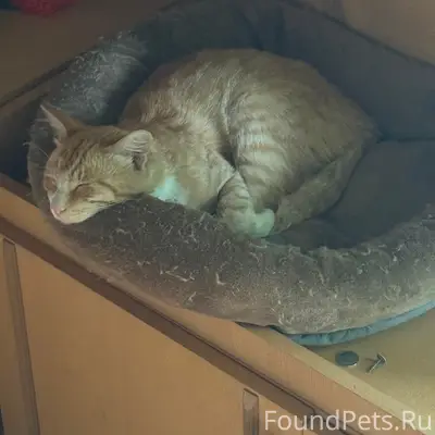 Пропал рыжий кот Кузя, Нижний Тагил
