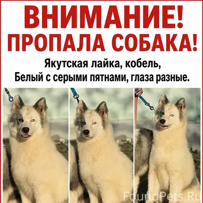 Пропала собака, Евпатория и окрестности