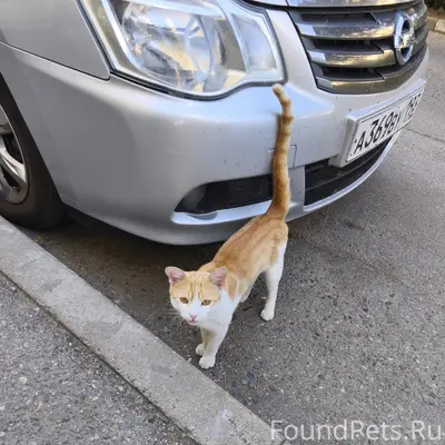 Найден кот, Московский мкрн