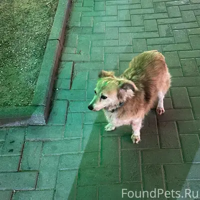 Обнаружена потерявшаяся собака с ошейником. Хочется вернуть ее хозяину или найти ей нового, порядочного