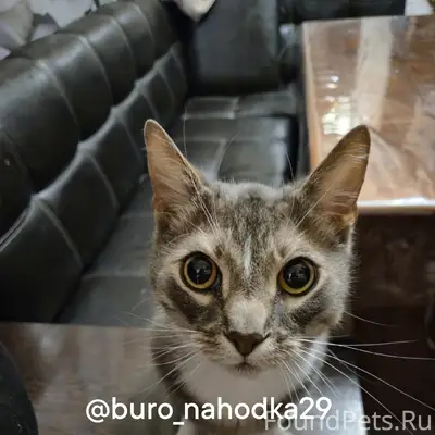 Найден кот, Майская горка