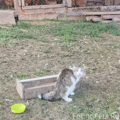 Найден кот, без клички
