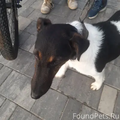 Найден молодой добродушный пёс, Переславль