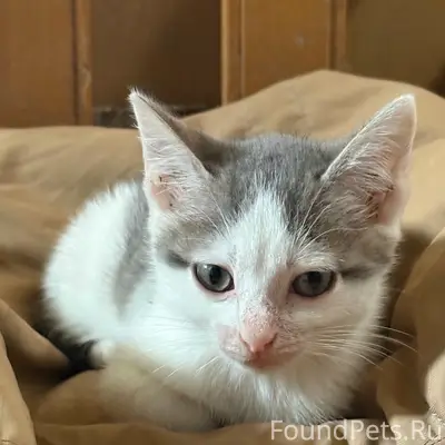 Найден котёнок, недалеко от Суксуна