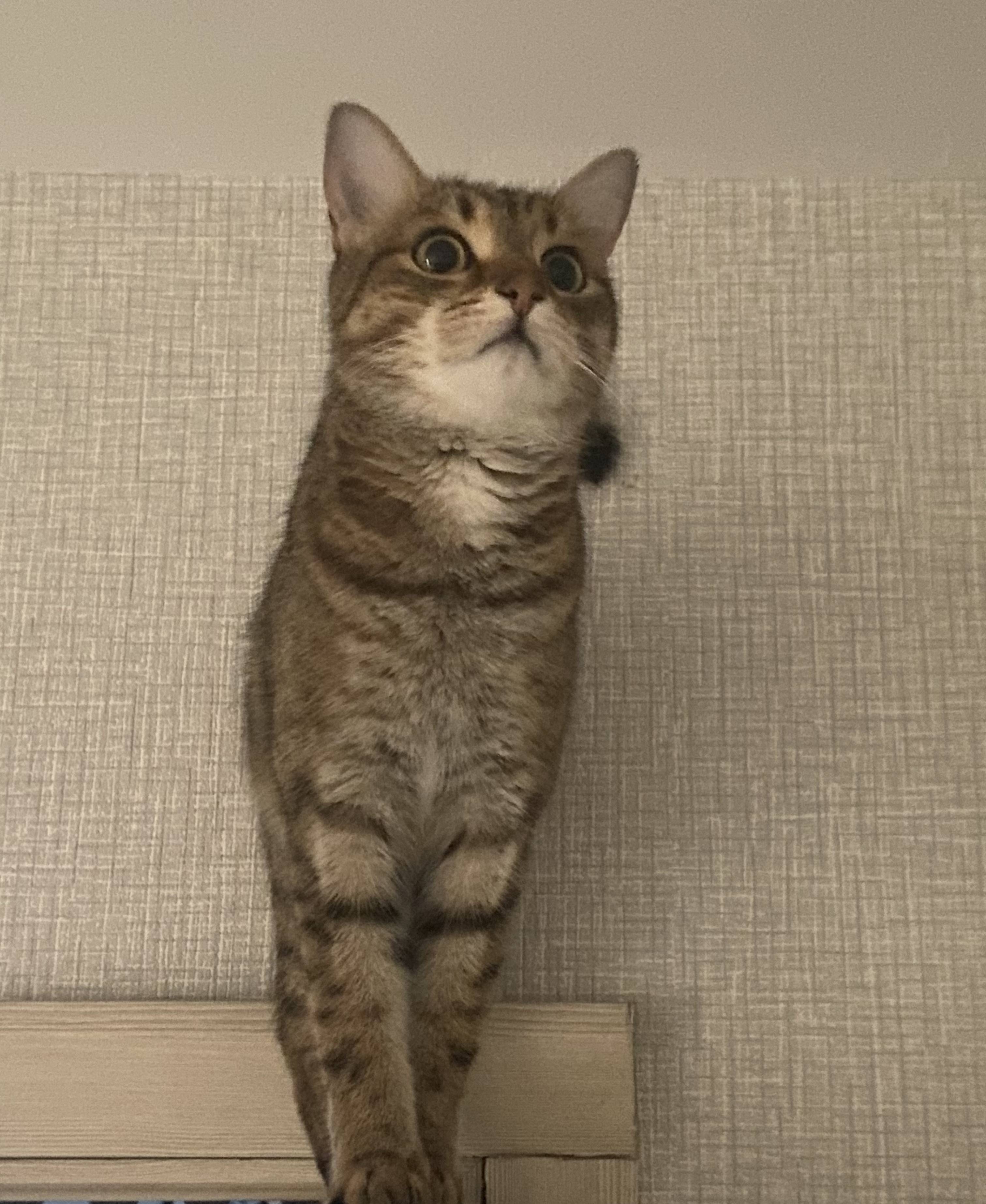 Нашелся кот , полосатый 