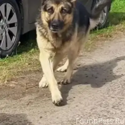 Найден кобель немецкой овчарки, Клин