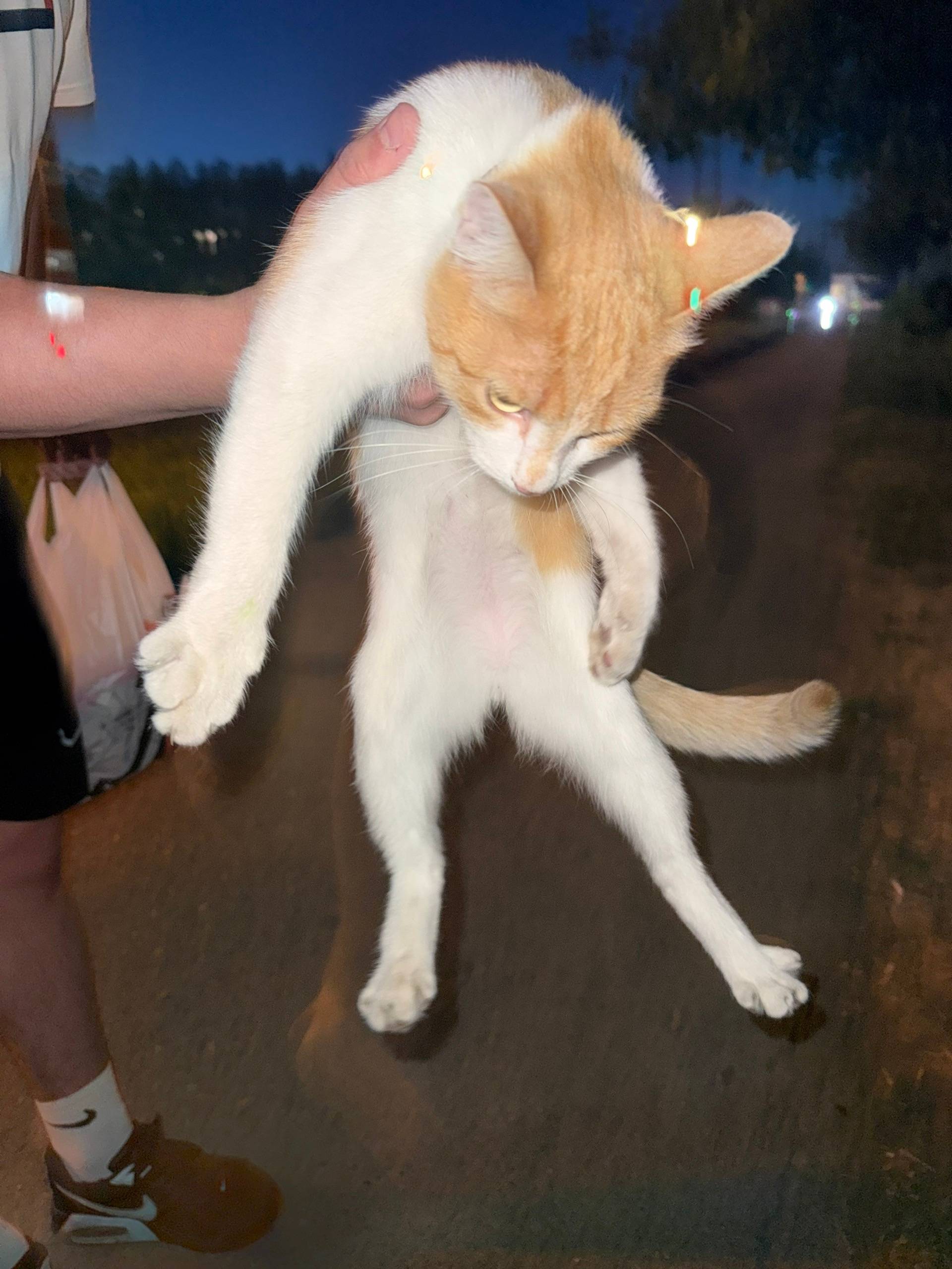 Найдена кошка, Ленинский район