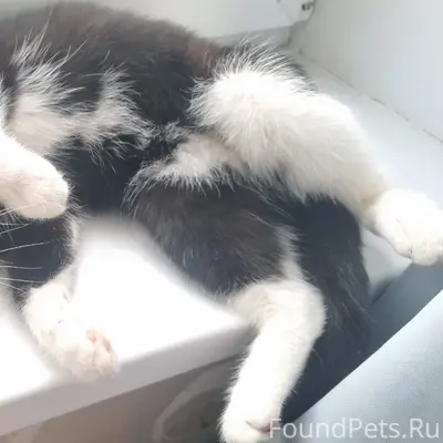 Найдена кошка, Вышка 2, Гашкова 53