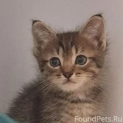 Найден котёнок Тигр, пер. Арцыбушевского и Маяковского