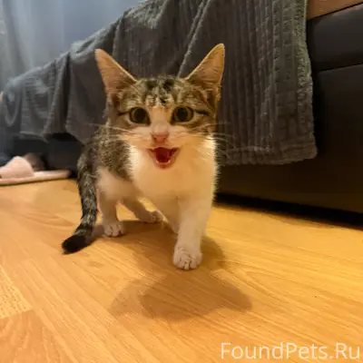 Найден котёнок, ул. Пойма