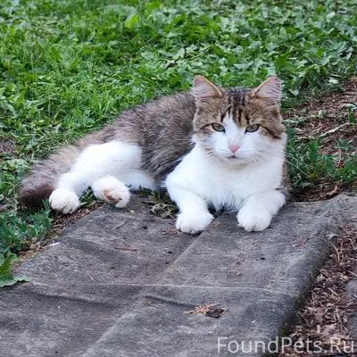 Найден кот, СНТ Краснокамского района