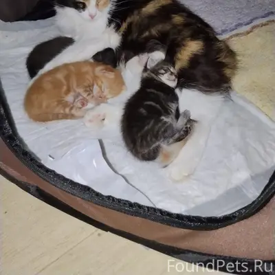 Пропала кошка, Резинотехника